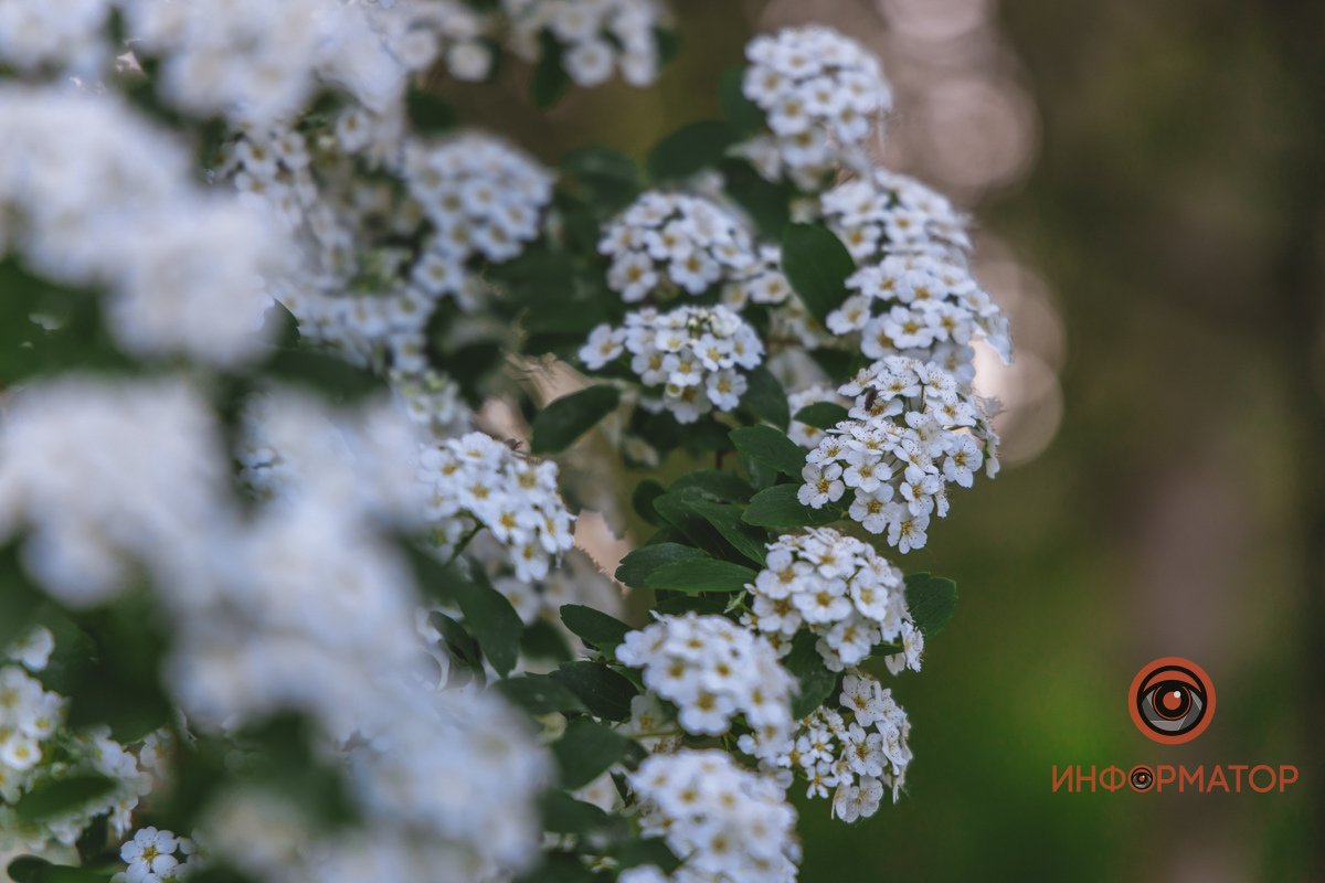 Изящные цветочки В Днепре расцвели кусты «невеста» 10