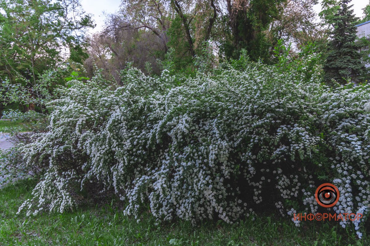 Кусты растения иногда достигают до двух метров в высоту  В Днепре расцвели кусты «невеста» 11