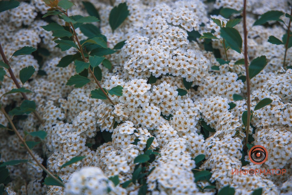 Настолько красивые и пышные цветы В Днепре расцвели кусты «невеста» 12