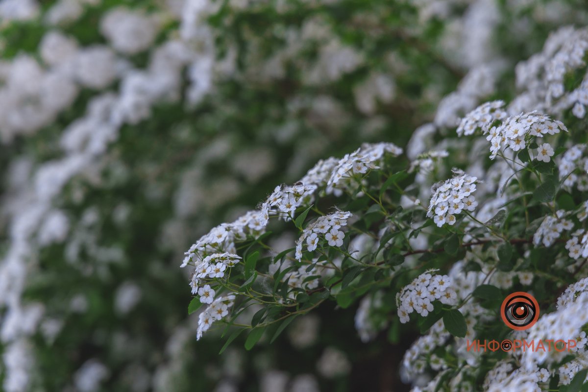 Полюбоваться такой красотой можно в парке Глобы В Днепре расцвели кусты «невеста» 13