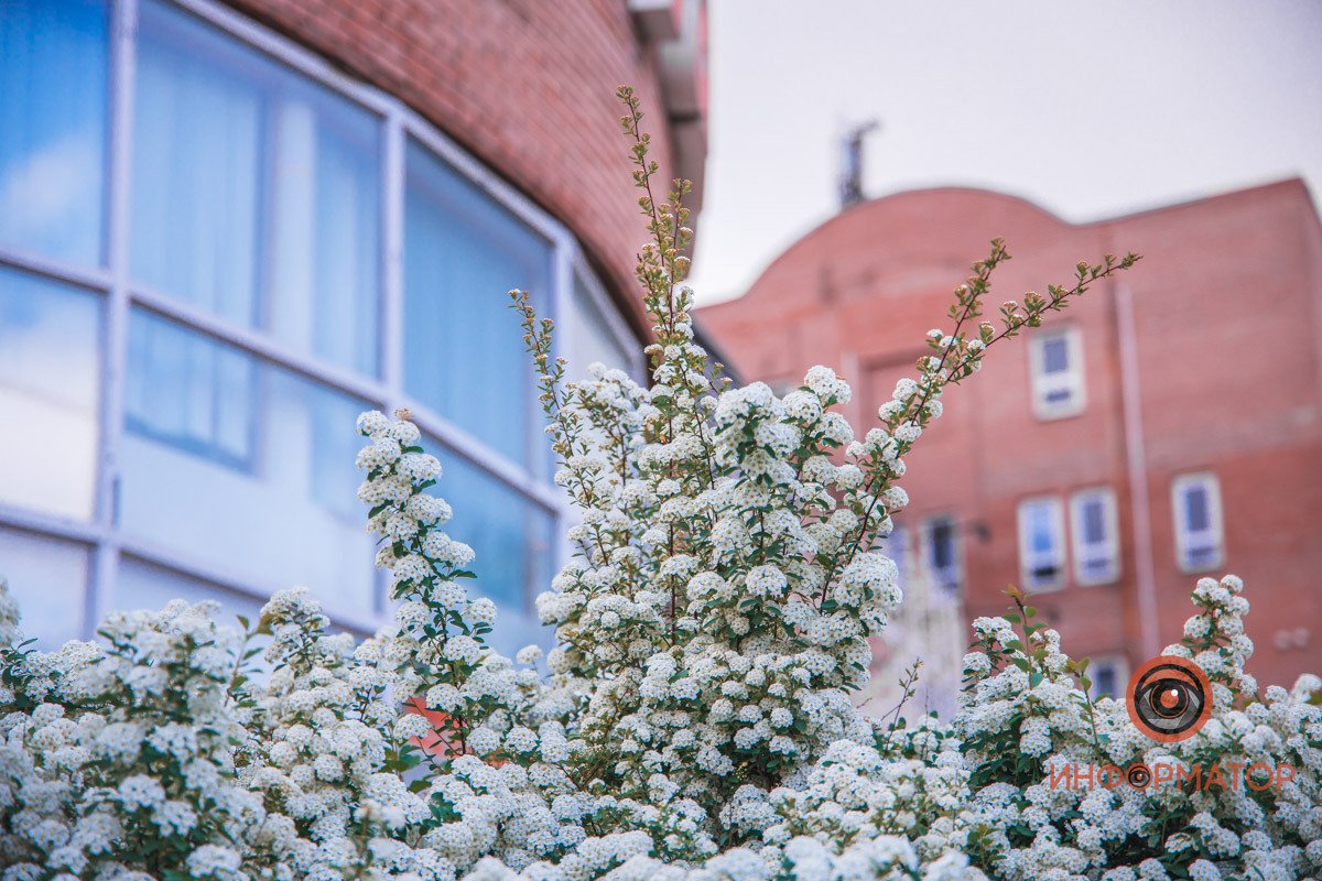 Стрелы цветов В Днепре расцвели кусты «невеста» 14