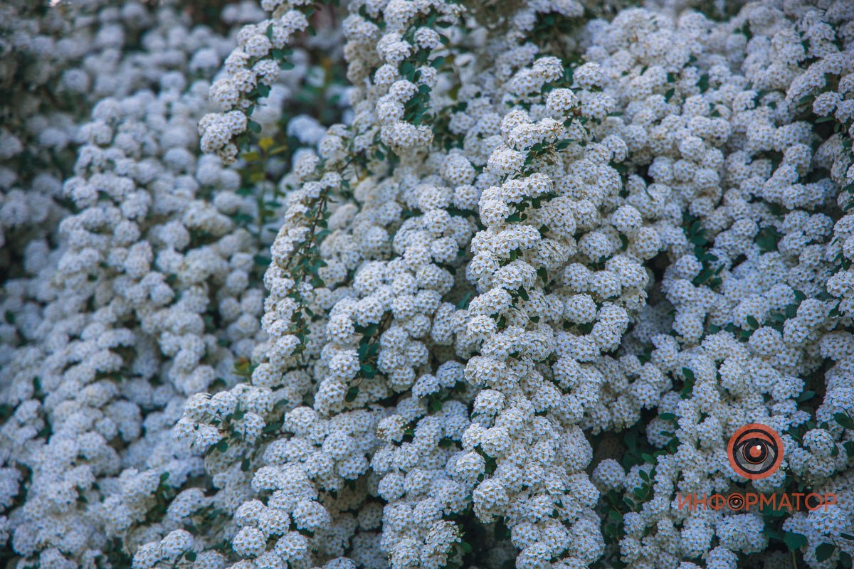 Нарядные кусты В Днепре расцвели кусты «невеста» 15