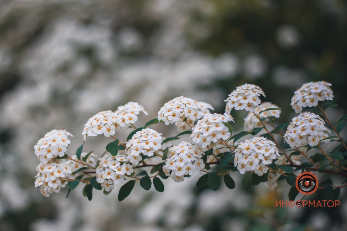 Веточка спиреи В Днепре расцвели кусты «невеста» 16