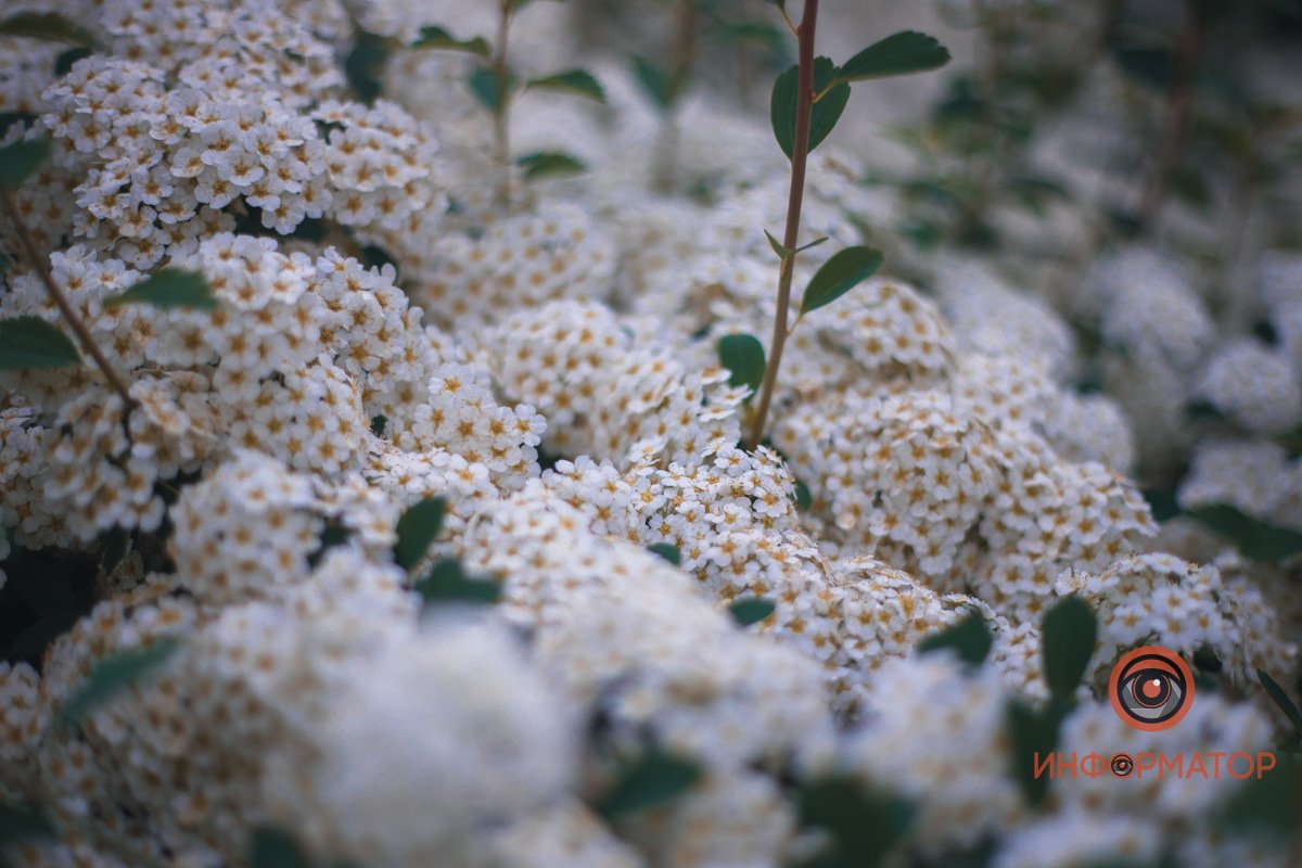 Помпезные кусты В Днепре расцвели кусты «невеста» 17