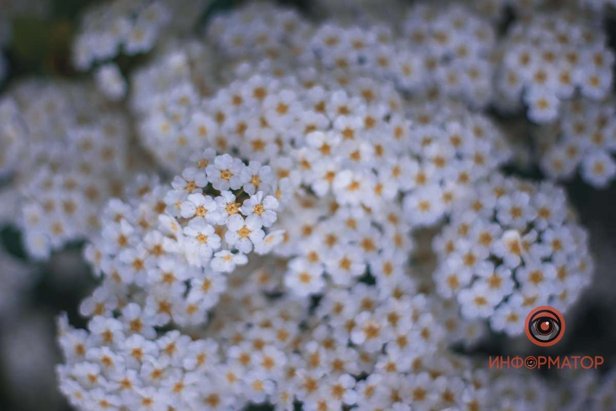 Цветки как конфетки В Днепре расцвели кусты «невеста» 18