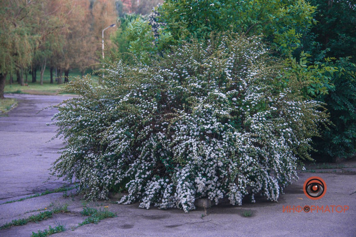 Одинокий красивый куст В Днепре расцвели кусты «невеста» 19
