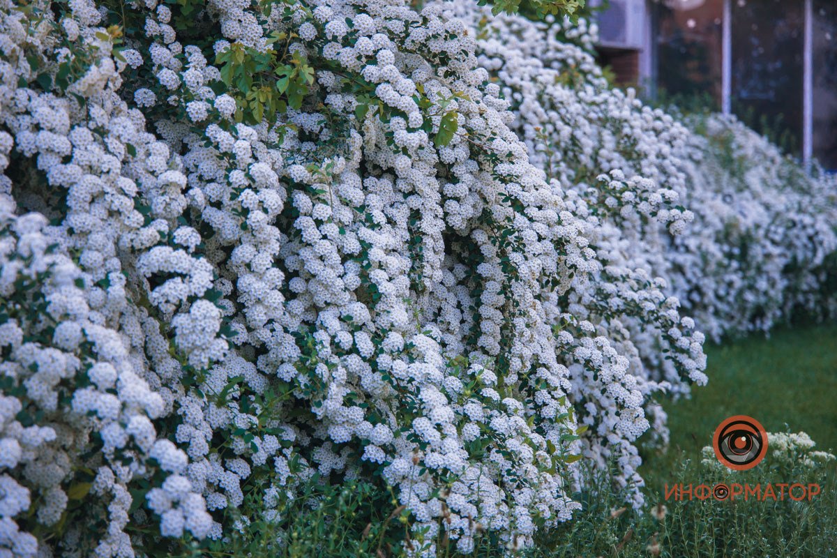 Аллея из "невест" В Днепре расцвели кусты «невеста» 20
