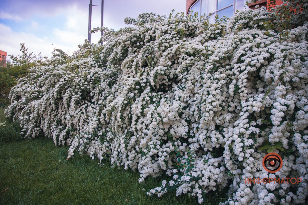 Хороший фон для селфи В Днепре расцвели кусты «невеста» 22