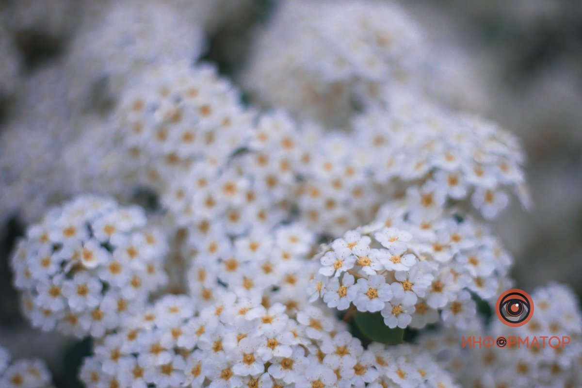 Любимые весенние цветки В Днепре расцвели кусты «невеста» 23