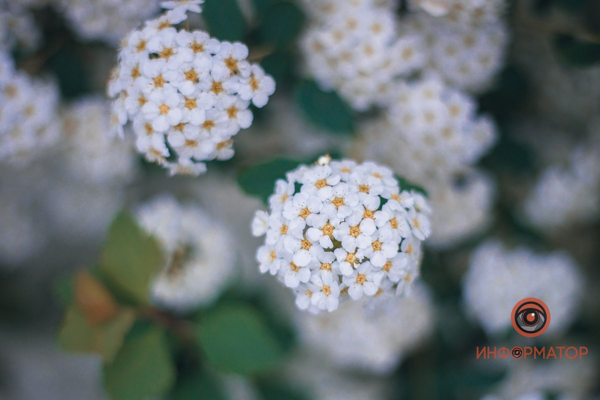 В деталях В Днепре расцвели кусты «невеста» 24