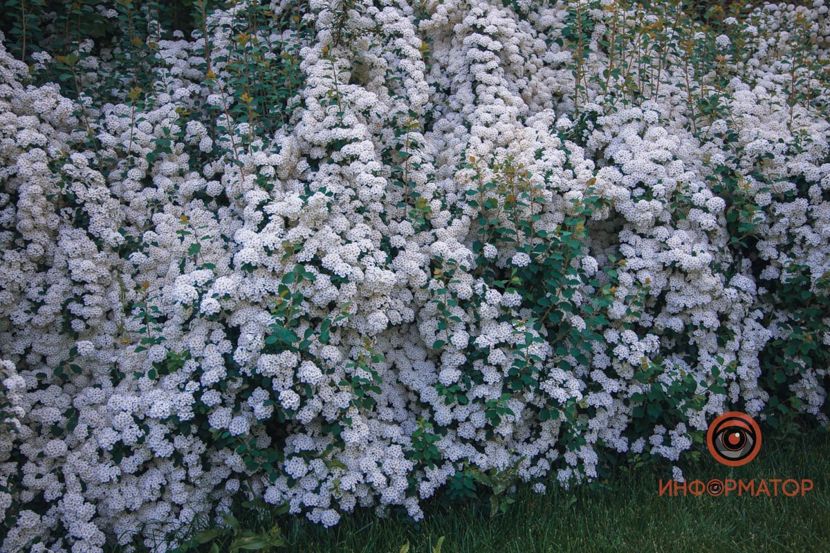 Чем не фотозона? В Днепре расцвели кусты «невеста» 25