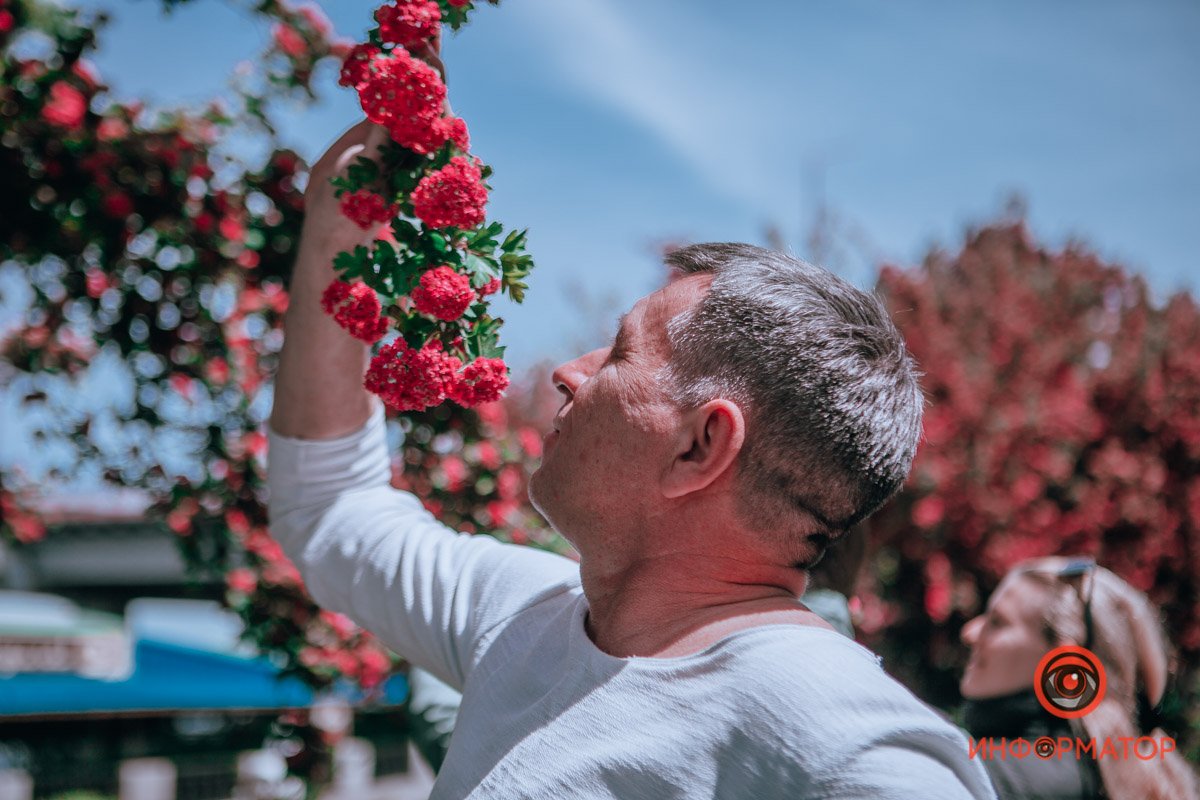 Яркие цветки боярышника завораживают горожан Яркие цветки боярышника завораживают горожан