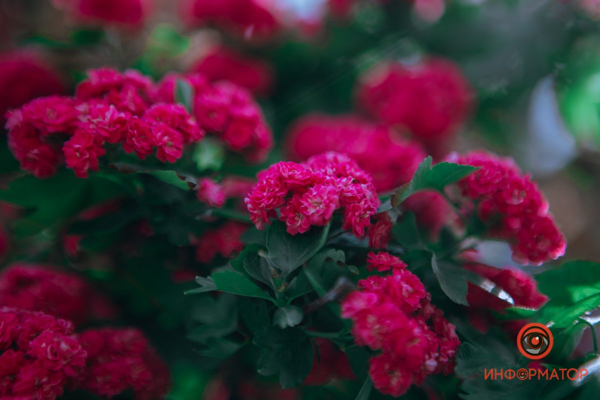 Завораживающее цветение Завораживающее цветение