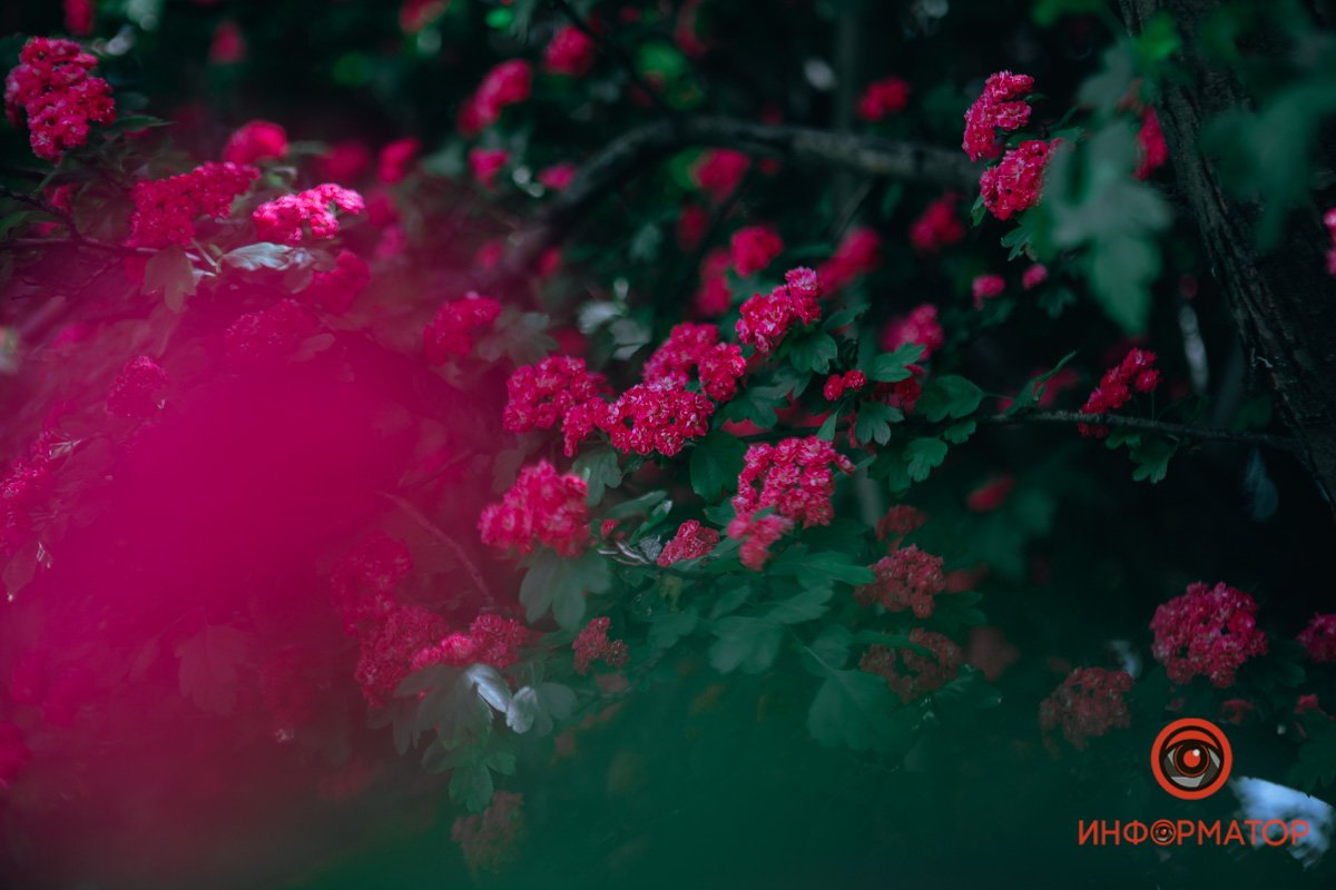 Розовый цвет Розовый цвет