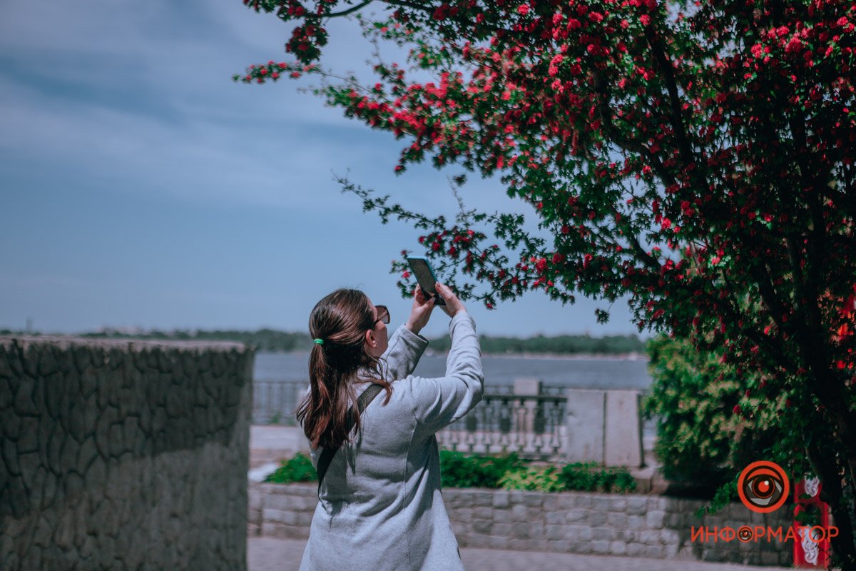 Ищите фото цветения в сети Ищите фото цветения в сети