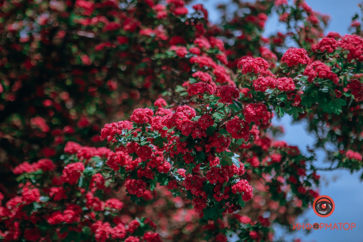 Яркая красота Яркая красота