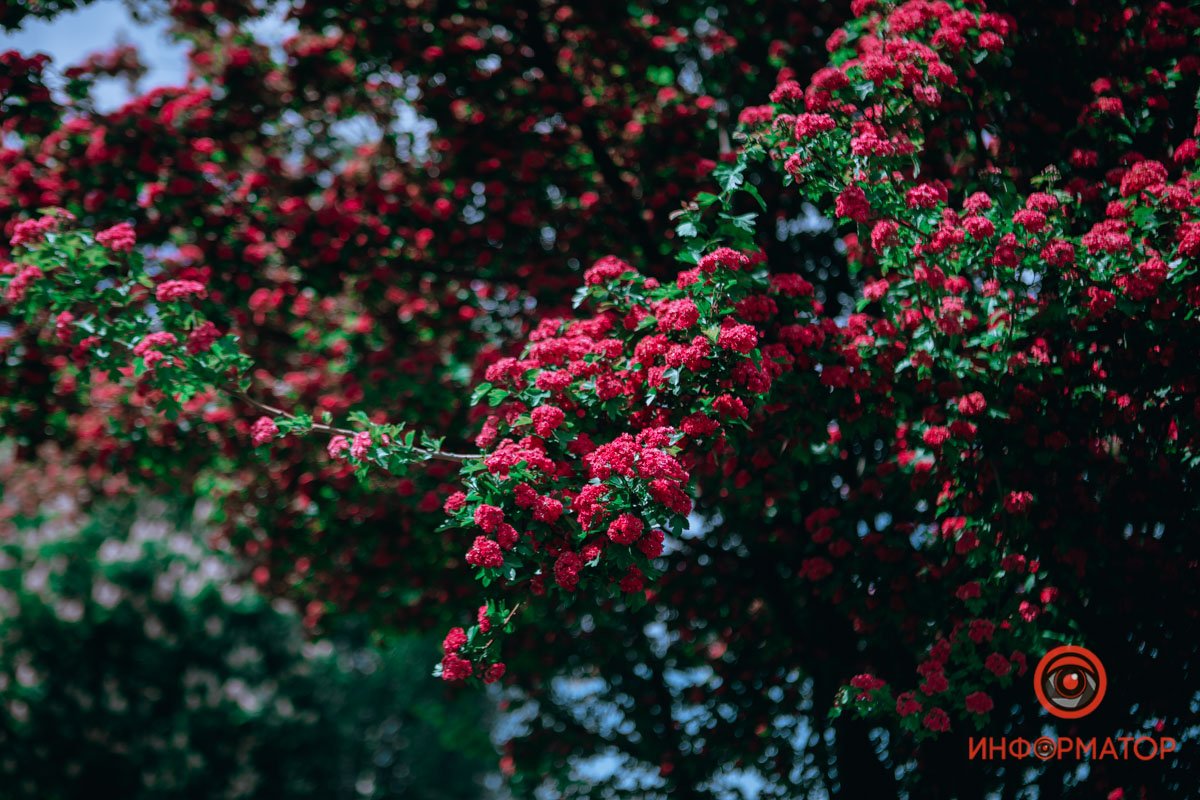 Цветение боярышника Цветение боярышника