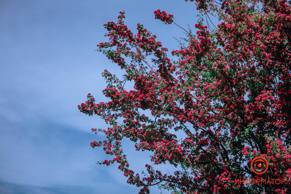 Дерево украшает набережную Дерево украшает набережную