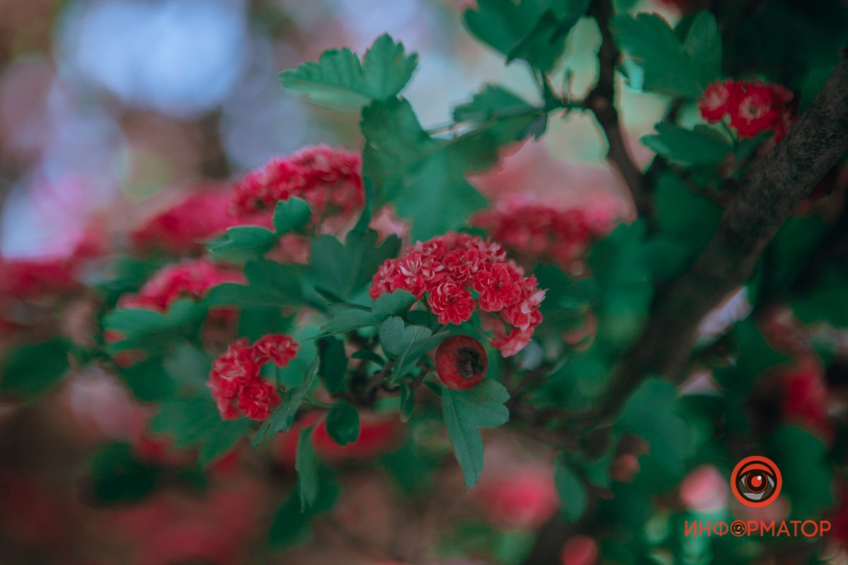 Боярышник потихоньку созревает Боярышник потихоньку созревает