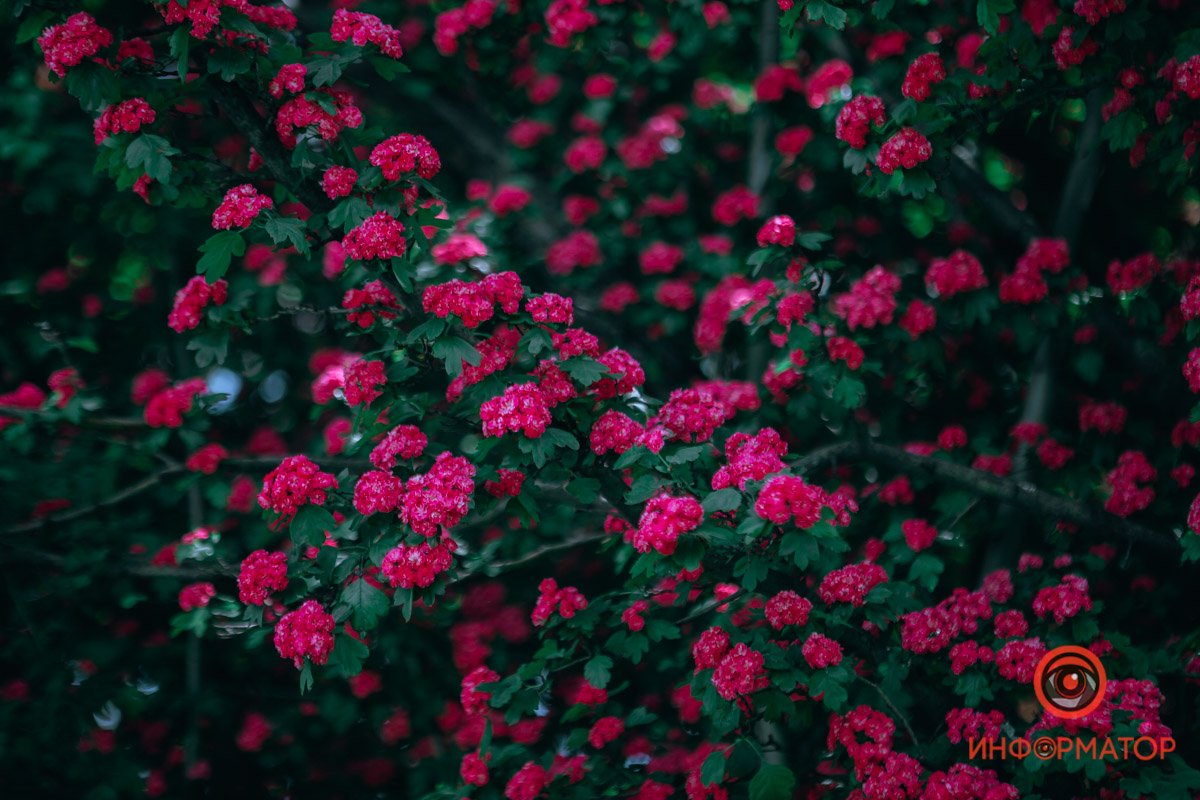 Контраст зеленого и розового Контраст зеленого и розового