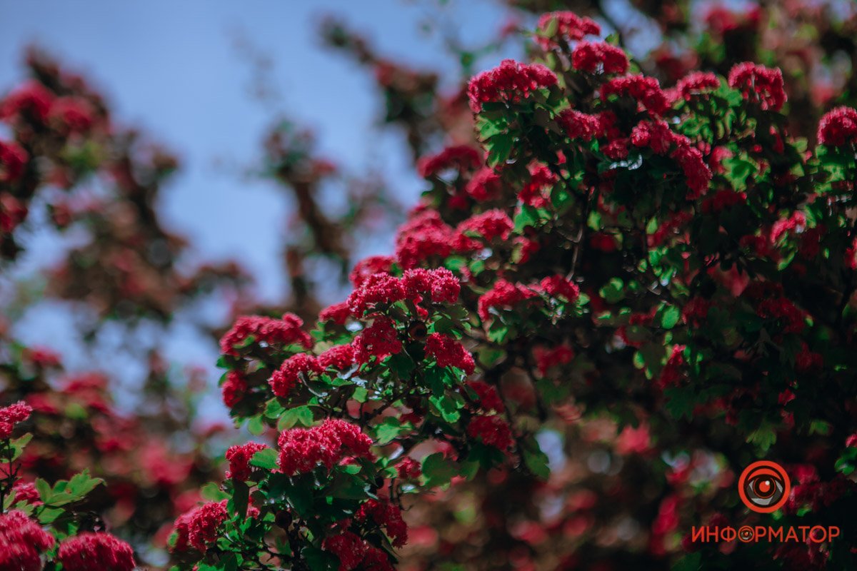 Майская красота Майская красота