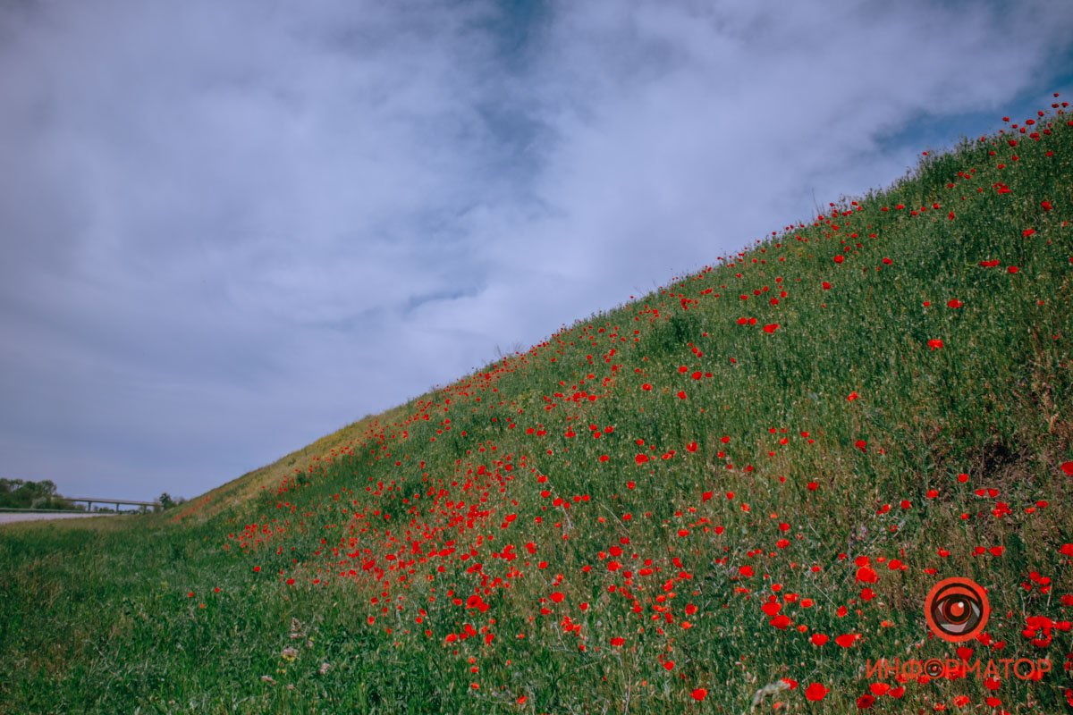 Цветут на обочинах дорог Цветут на обочинах дорог