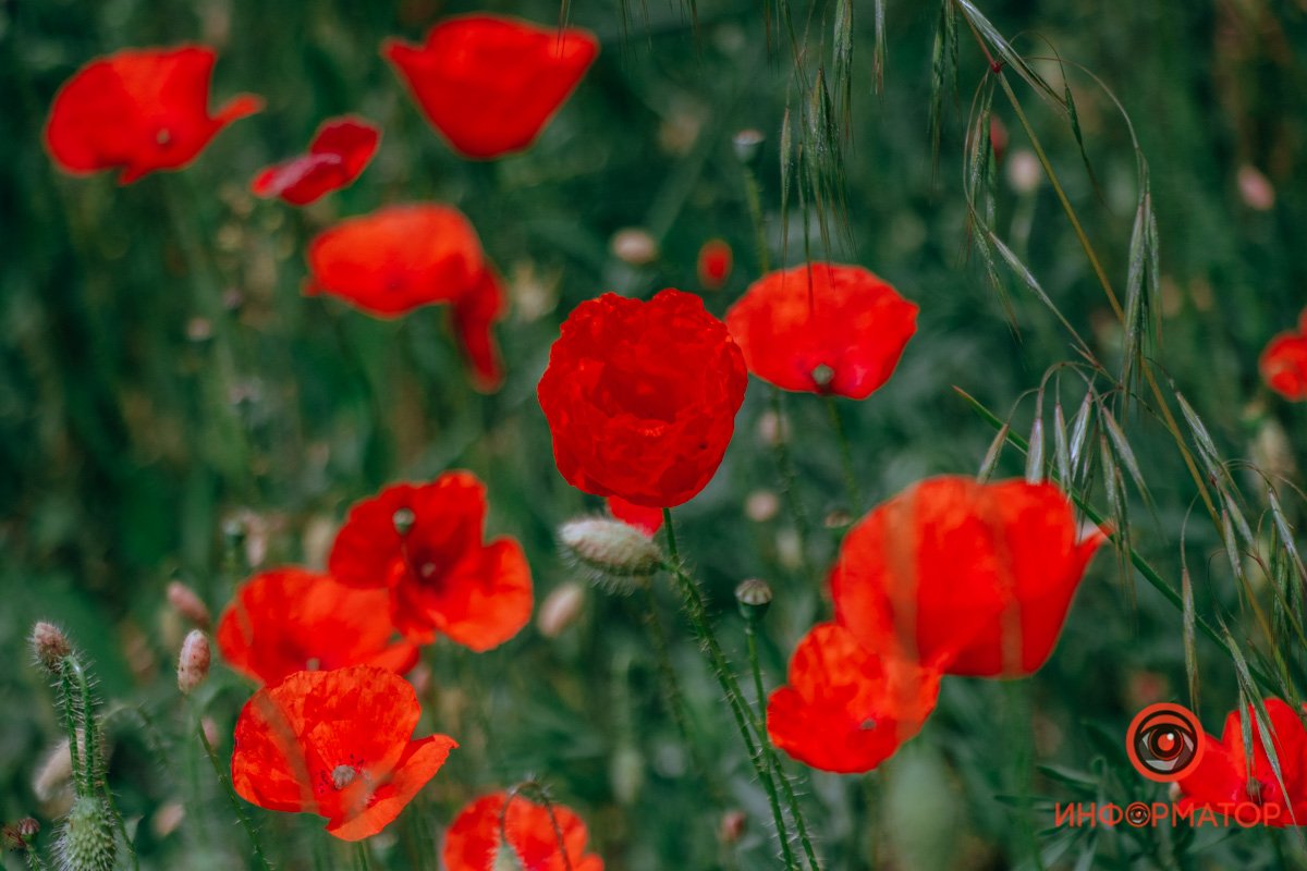 Нежные лепестки Нежные лепестки