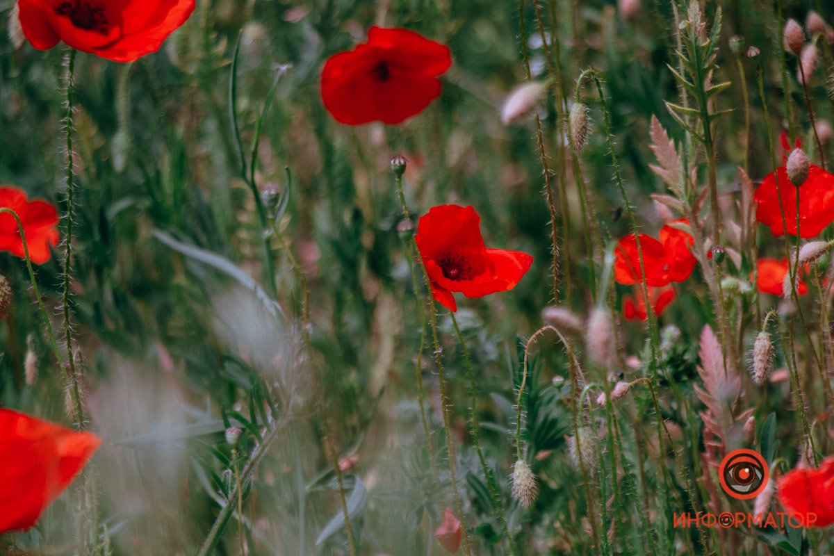 Красивый и опасный Красивый и опасный