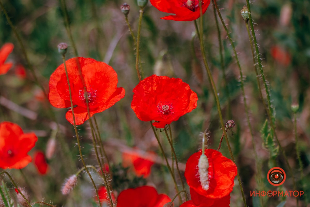 Братья Братья