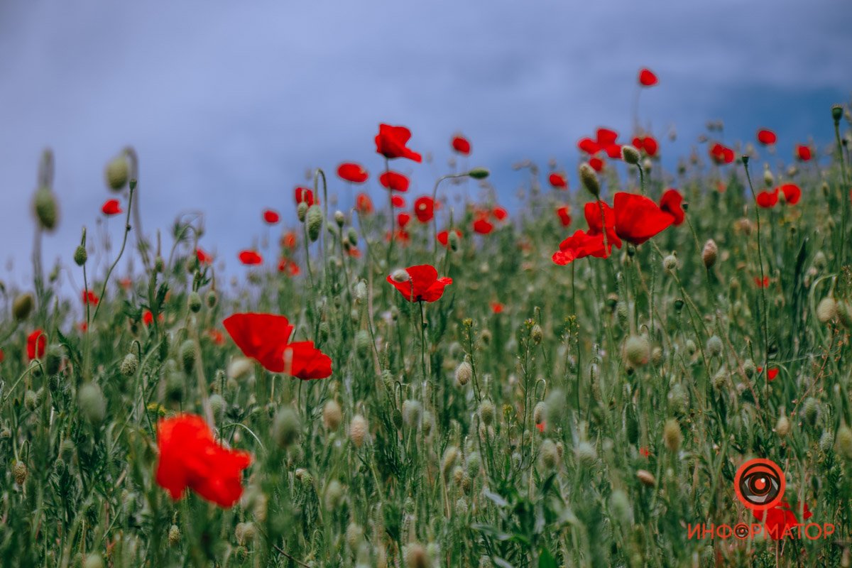 Скоро их станет еще больше Скоро их станет еще больше