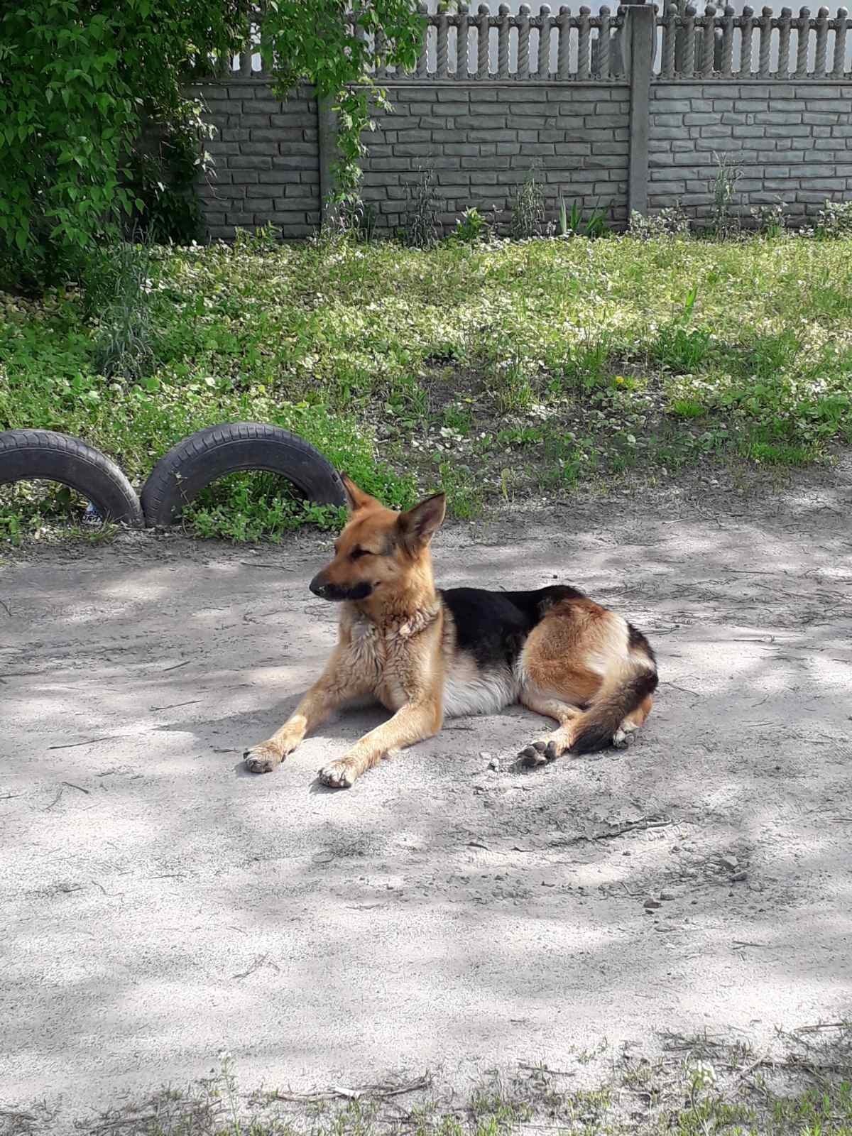 В Днепре пропало много животных: помогите найти 6