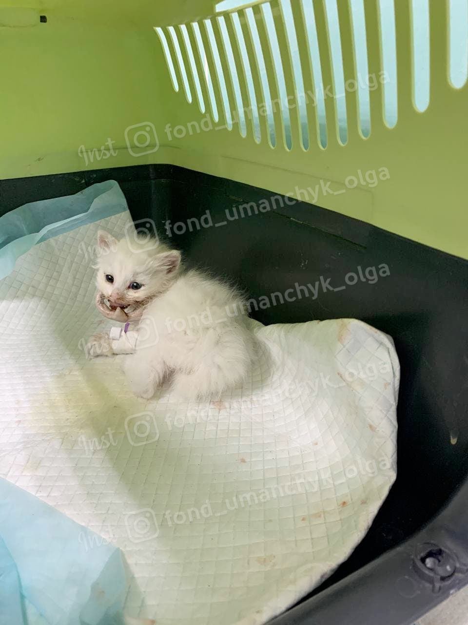 В Днепре спасают месячного котенка, которому сломали челюсть: нужна помощь 1
