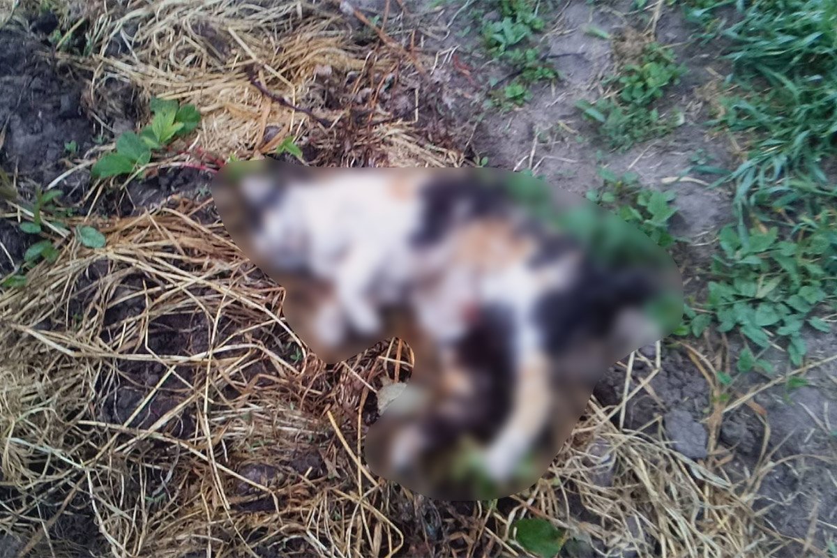 Лиса убила кошку и котят Лиса убила кошку и котят