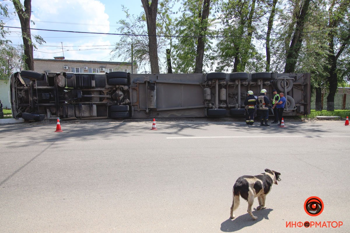 Собака в шоке Собака в шоке