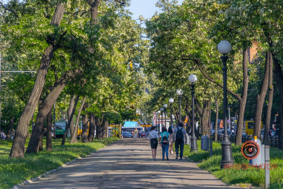 В Днепре расцвели акации В Днепре расцвели акации