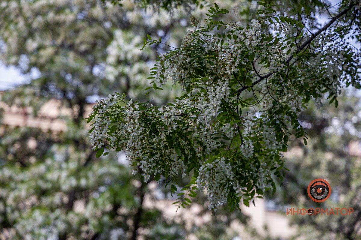 Белоснежные цветы Белоснежные цветы