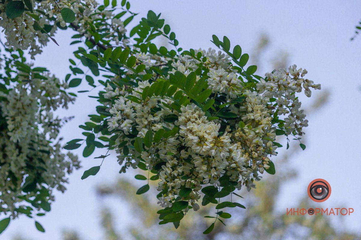 Роняют аромат Роняют аромат