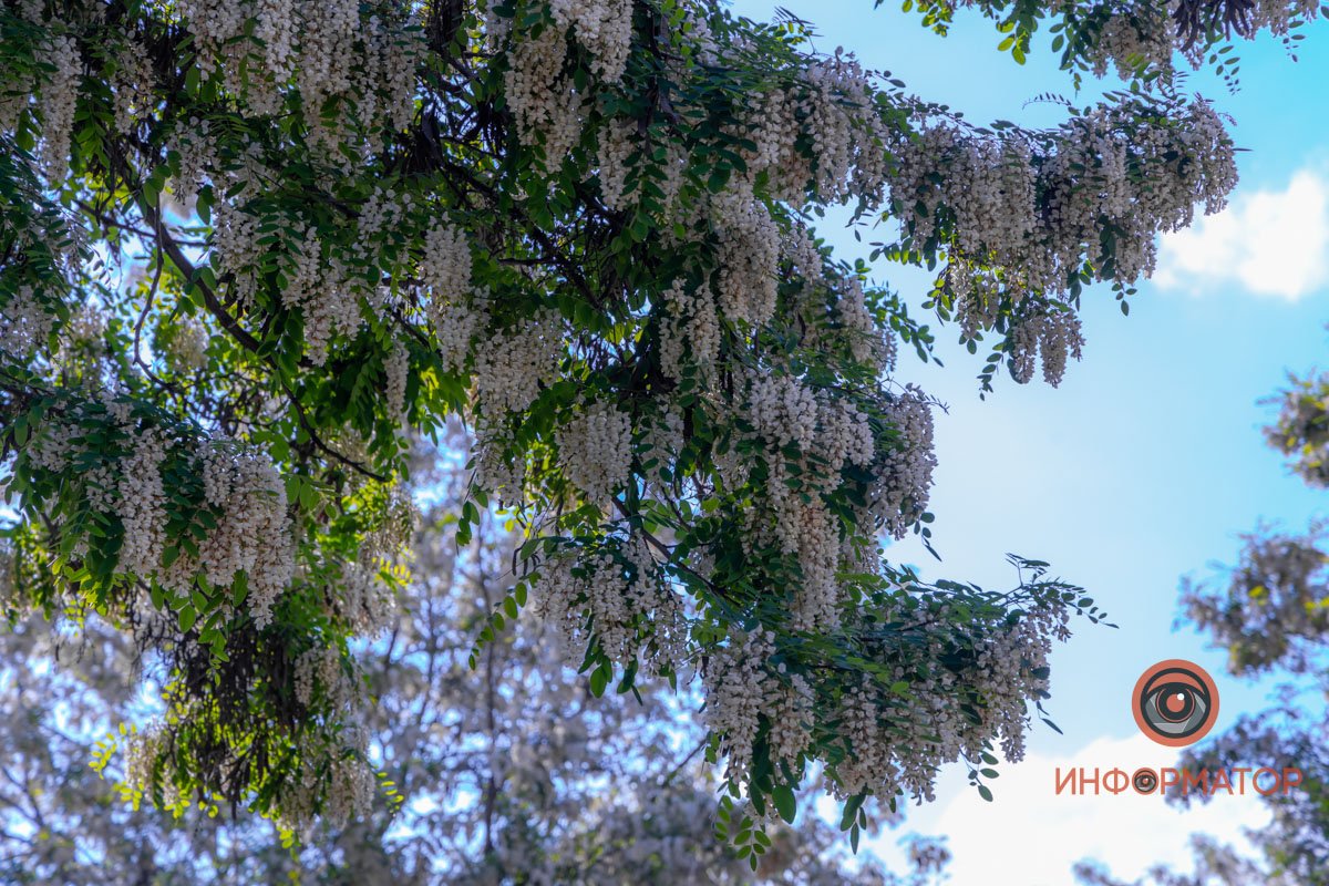 Сад цветов Сад цветов