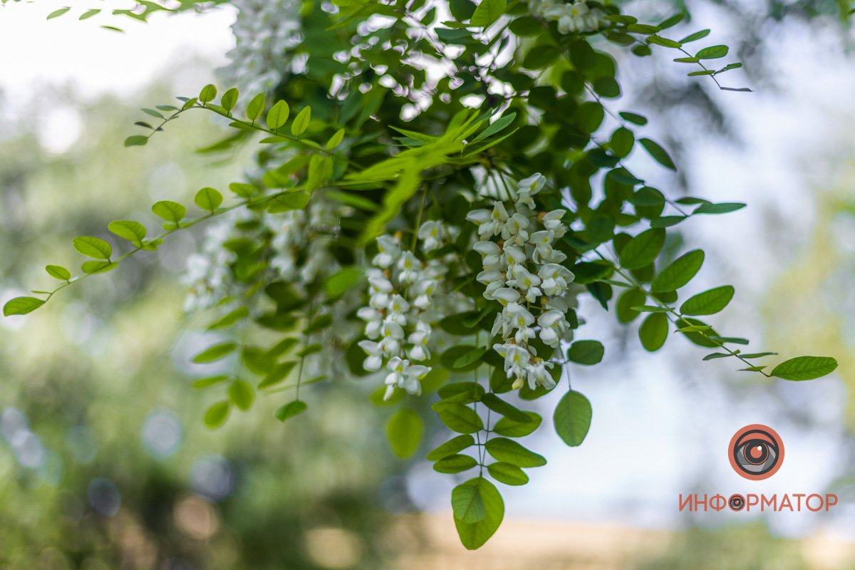 Желтое сердечко Желтое сердечко