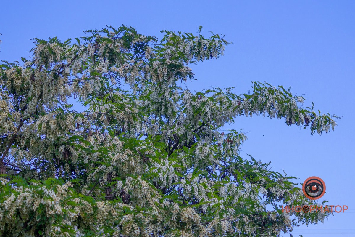 Белоснежное покрывало Белоснежное покрывало