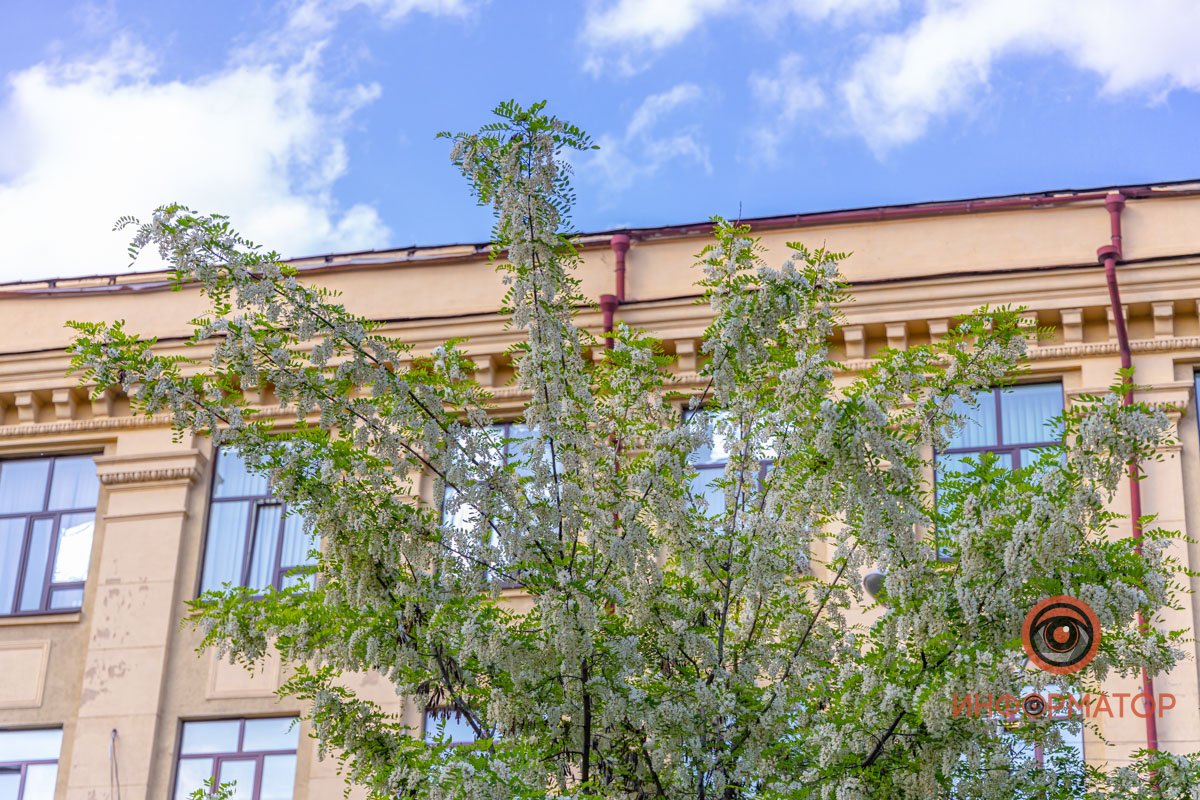 Во все стороны пахнет Во все стороны пахнет