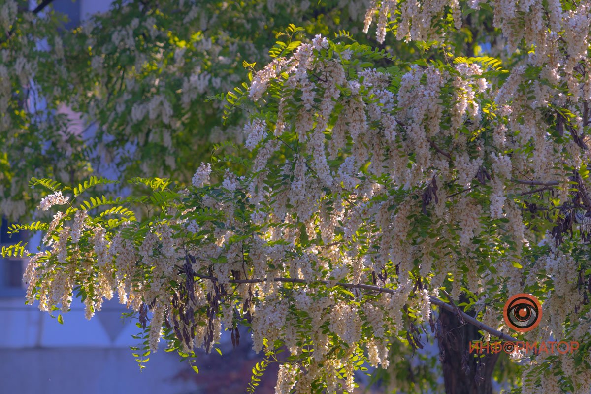 Играет на солнце Играет на солнце