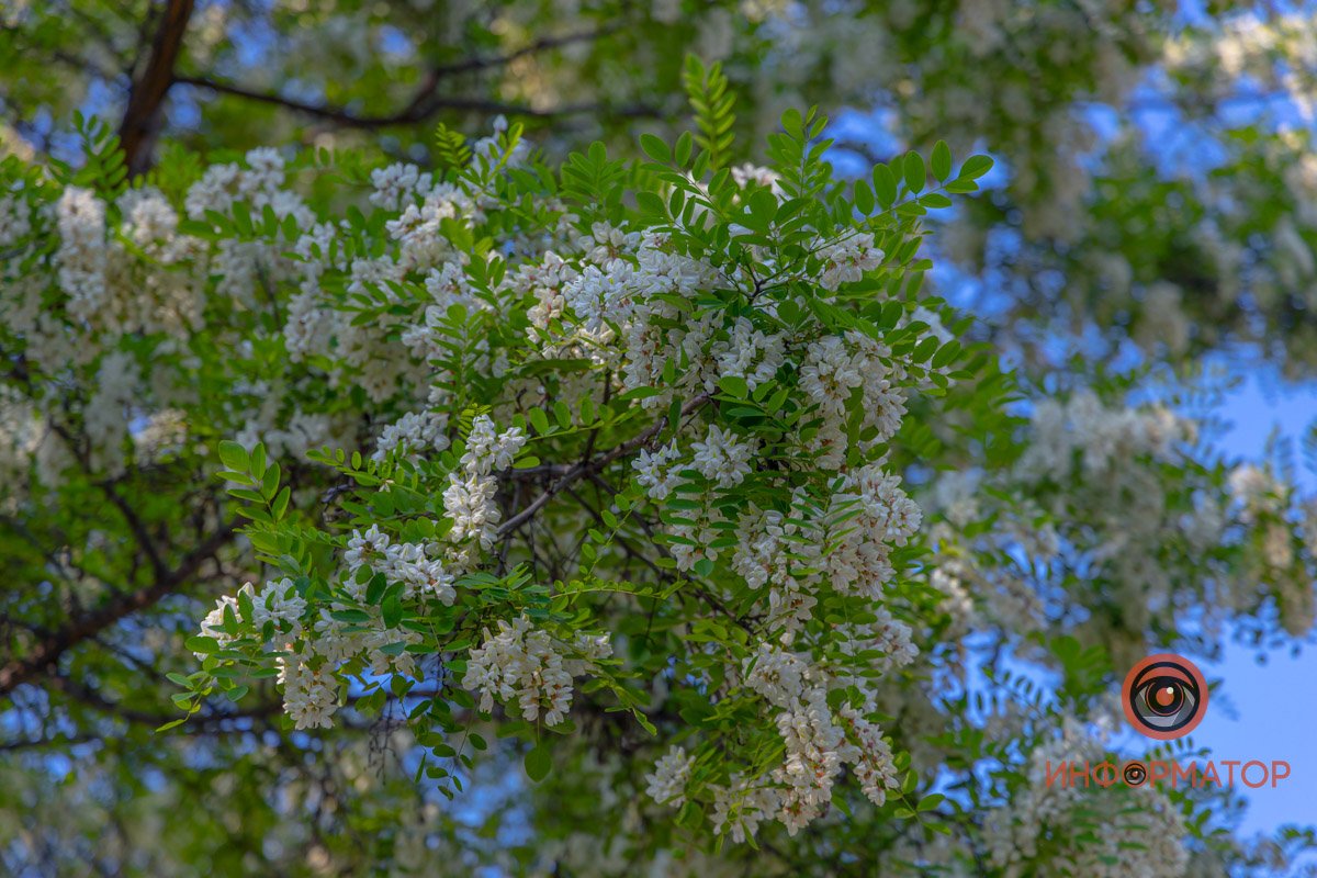 Слышно за версту Слышно за версту