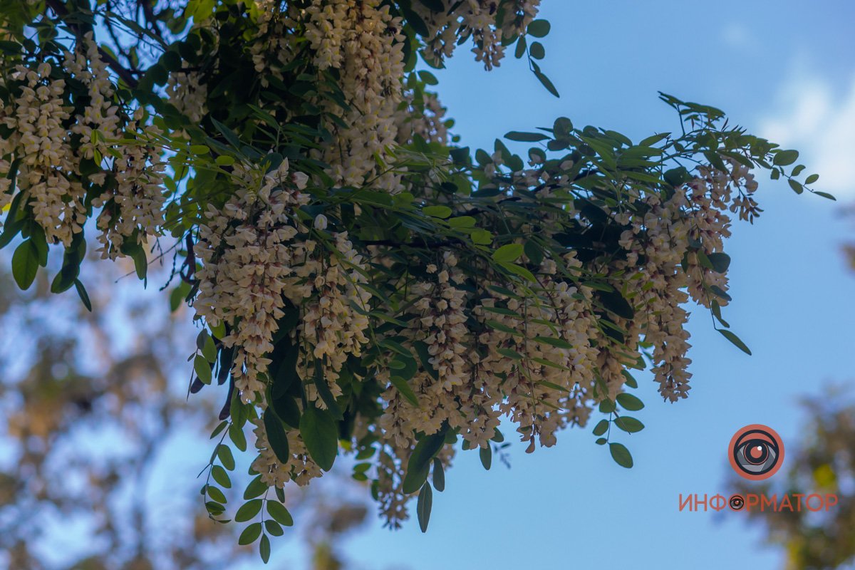 Нежатся в тени Нежатся в тени