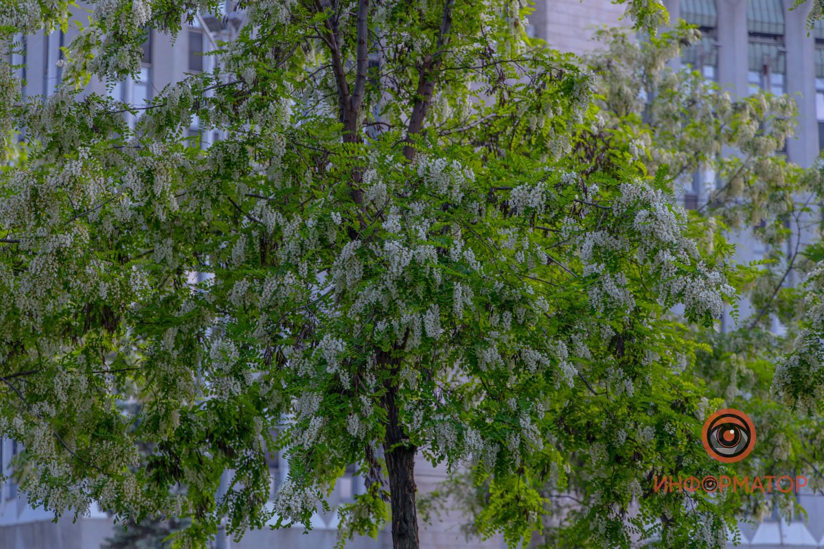 Густо усеяли Густо усеяли