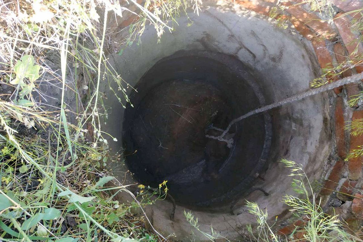 Животное достали при помощи веревки Животное достали при помощи веревки