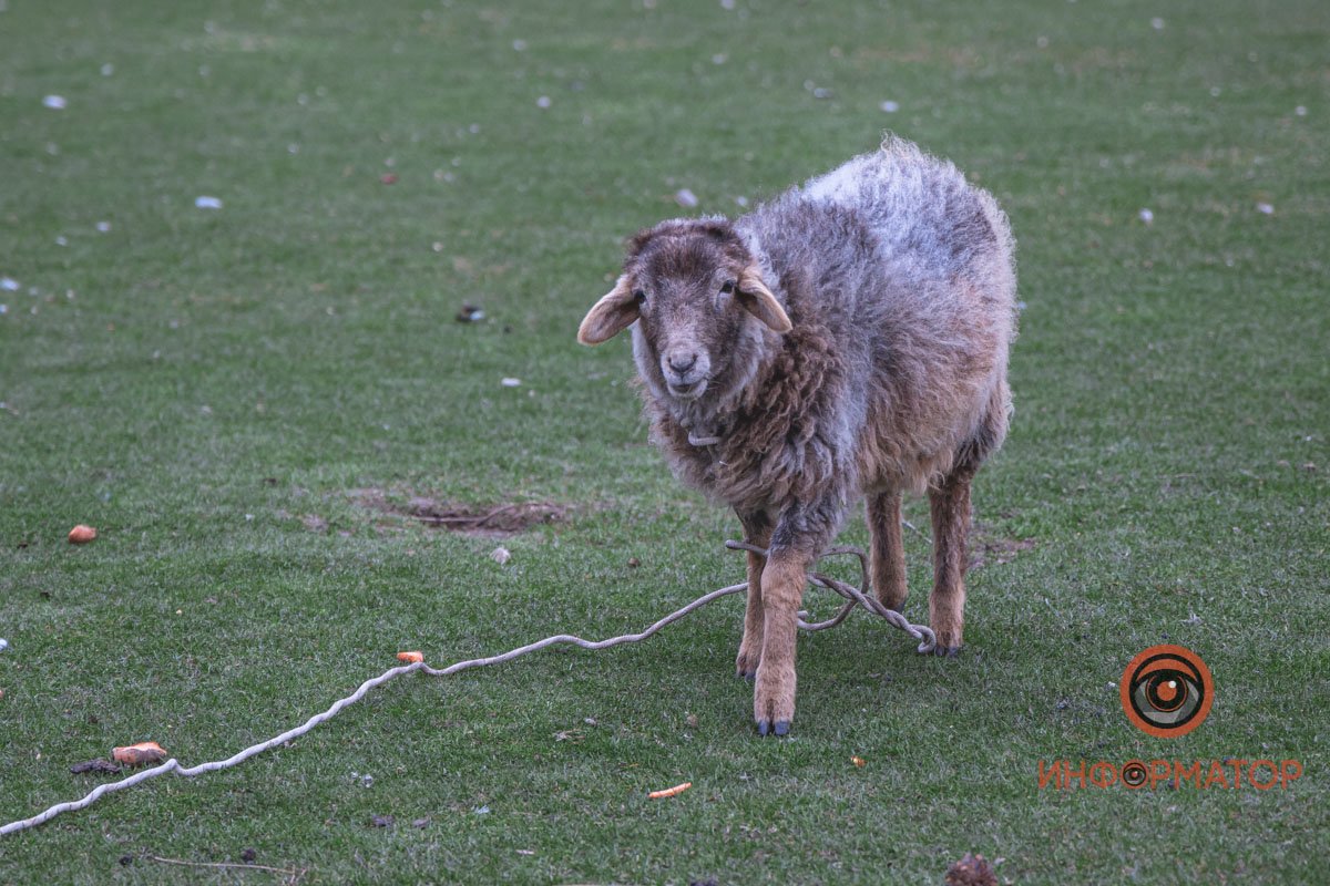 Экскурсии по заводам, пешеходные пространства, крутые кафешки и сказочные домики: что посмотреть в Днепре 41