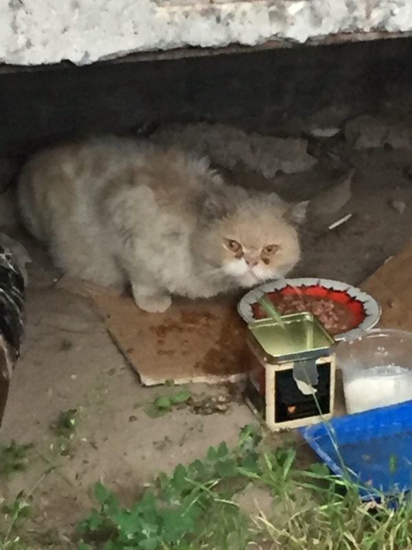 В Днепре пропало много животных: помогите найти 8