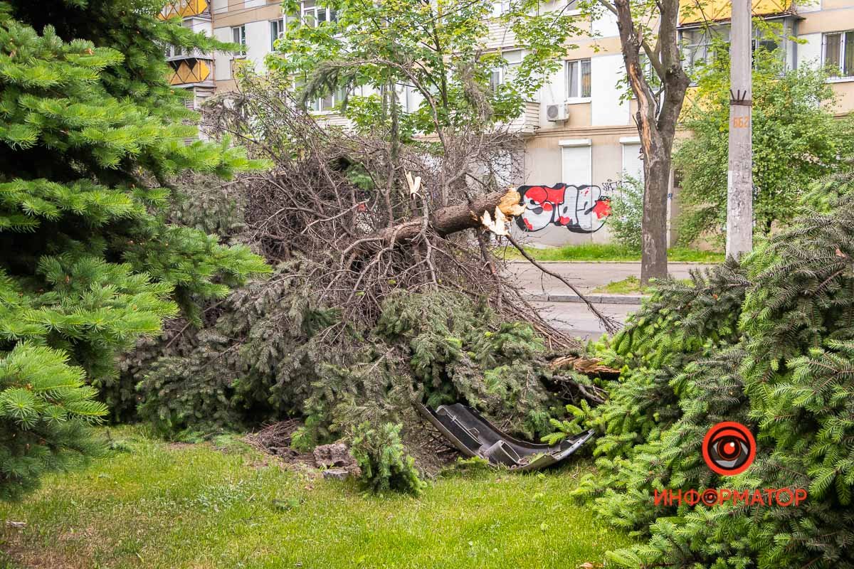 Обломки бампера возле ели Обломки бампера возле ели