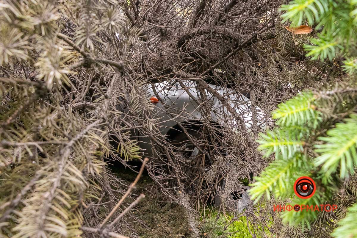 "Спрятался" в елях "Спрятался" в елях